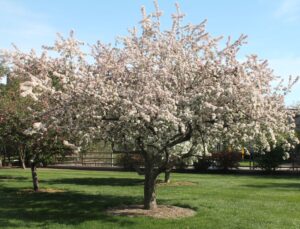 Malus floribunda - Flowering Tree