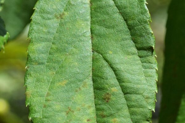 Malus floribunda - Leaf