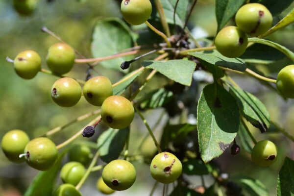 Malus floribunda - Immature Fruit