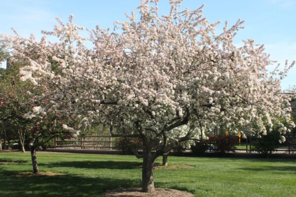 Malus floribunda - Flowering Tree