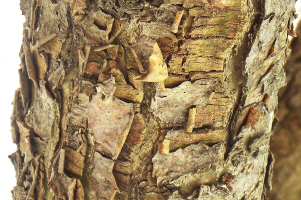 Malus floribunda - Bark