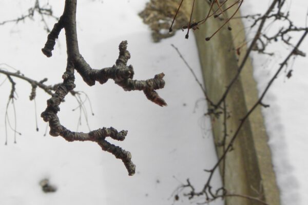 Malus floribunda - Buds