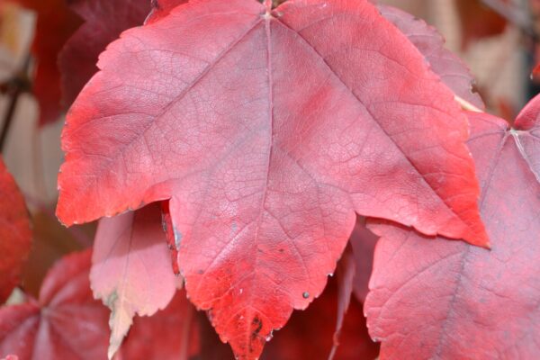 Acer rubrum [sold as October Glory®] - Fall Leaf