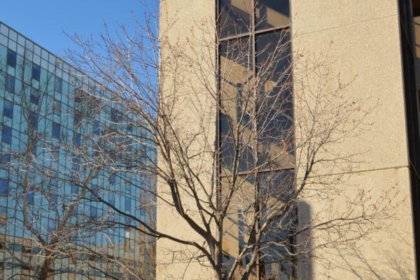 Acer rubrum [sold as October Glory®] - Winter Canopy