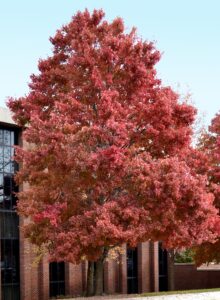Acer rubrum [sold as October Glory®] - Overall Fall Tree