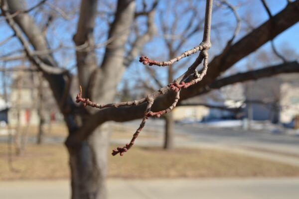 Acer rubrum [sold as October Glory®] - Buds