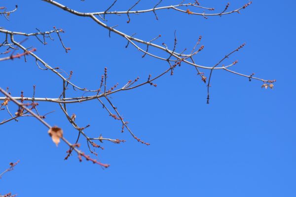 Acer rubrum [sold as October Glory®] - Stems