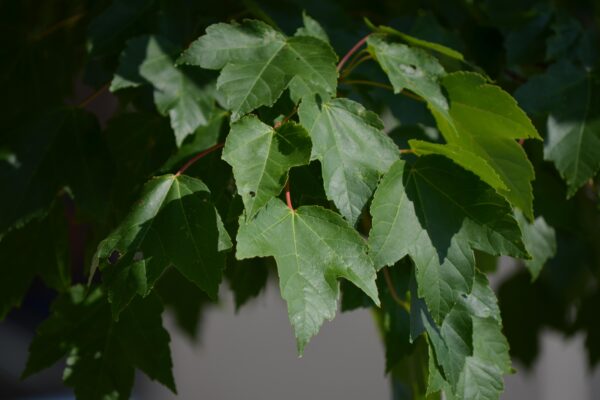Acer rubrum [sold as October Glory®] - Foliage