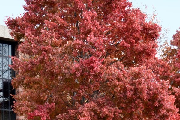 Acer rubrum [sold as October Glory®] - Overall Fall Tree