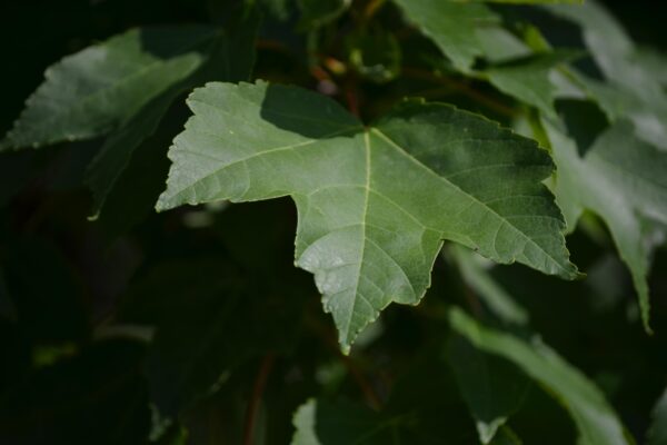 Acer rubrum [sold as October Glory®] - Leaf