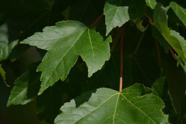Acer rubrum [sold as October Glory®] - Leaves