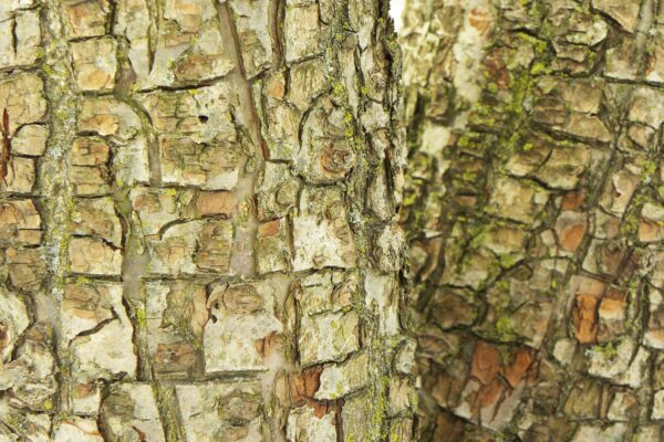 Malus × ′Prairifire′ - Detailed Bark