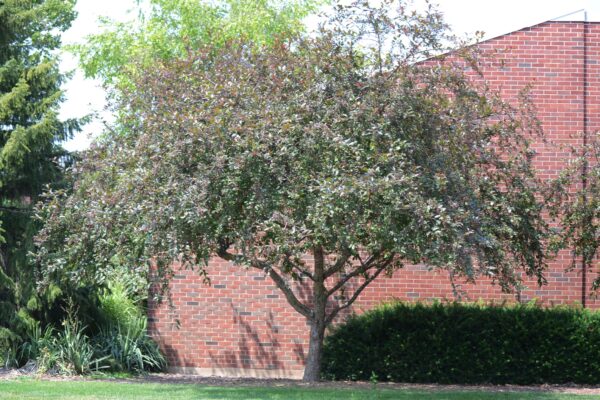 Malus × ′Prairifire′ - Summer Habit