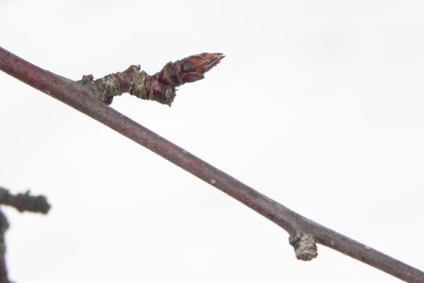 Malus × ′Prairifire′ - Buds