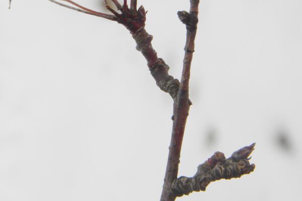 Malus × ′Prairifire′ - Buds
