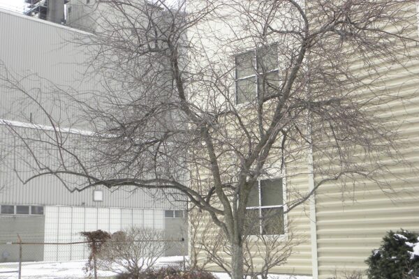 Malus × ′Prairifire′ - Winter Habit
