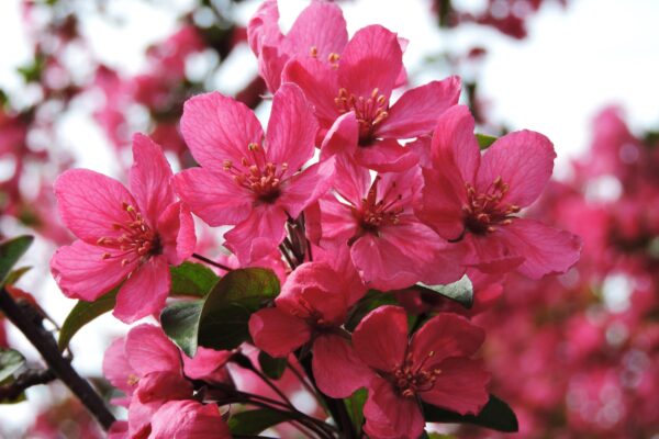 Malus × ′Prairifire′ - Flowers