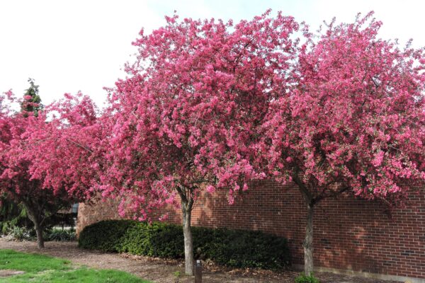 Malus × ′Prairifire′ - Flowering Habit