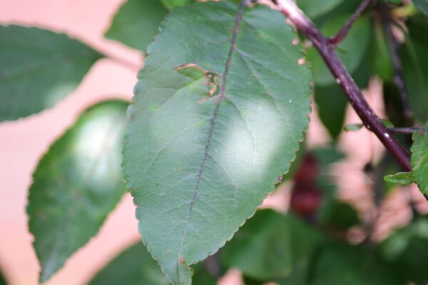 Malus × ′Prairifire′ - Leaf