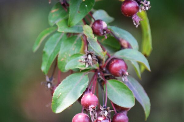 Malus × ′Prairifire′ - Ripe Fruit
