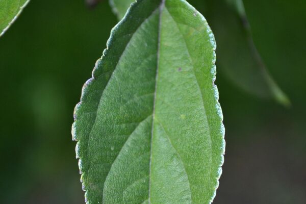 Malus sargentii - Leaf