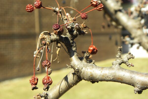 Malus sargentii - Old Fruit