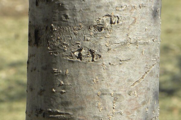 Malus sargentii - Bark