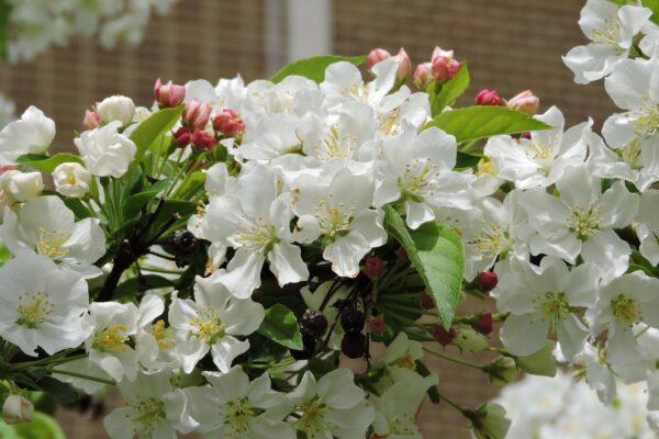 Malus sargentii - Flowers