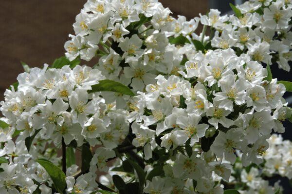 Malus sargentii - Flowers