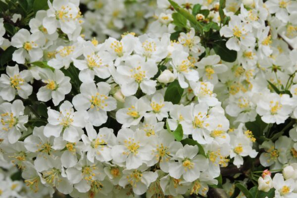 Malus sargentii - Flowers