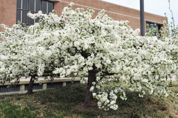 Malus sargentii - Flowering Habit