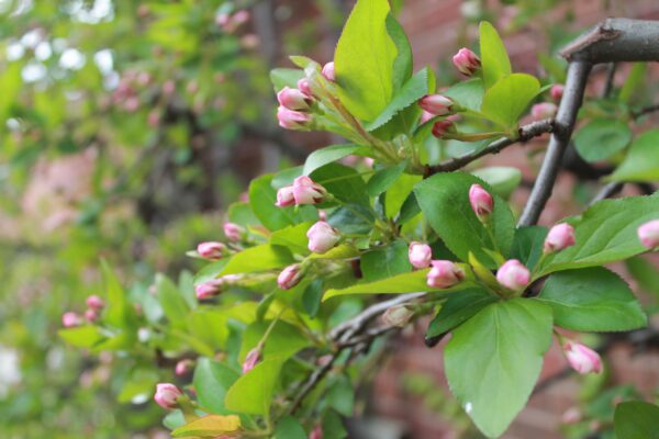 Malus sargentii - Flower Buds and Foliage