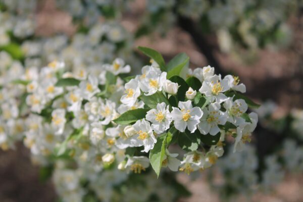 Malus sargentii - Flowers