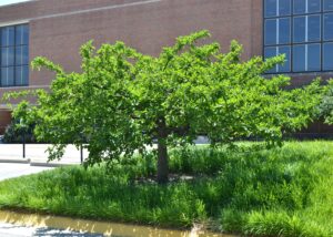 Malus sargentii - Habit