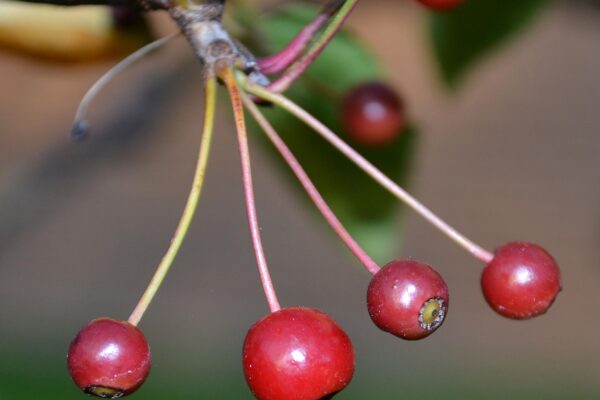 Malus sargentii - Fruit