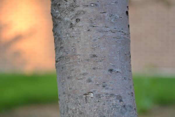 Malus sargentii - Bark