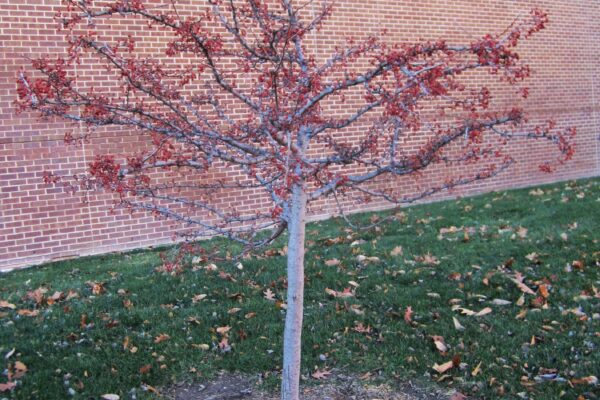 Malus sargentii - Winter Habit