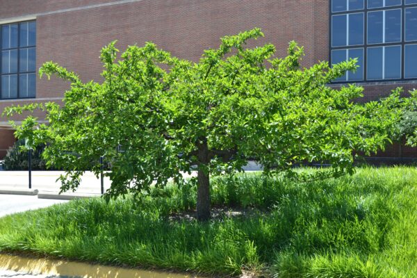 Malus sargentii - Habit