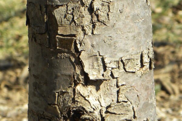 Malus sargentii - Bark