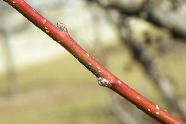 Malus sargentii - Buds