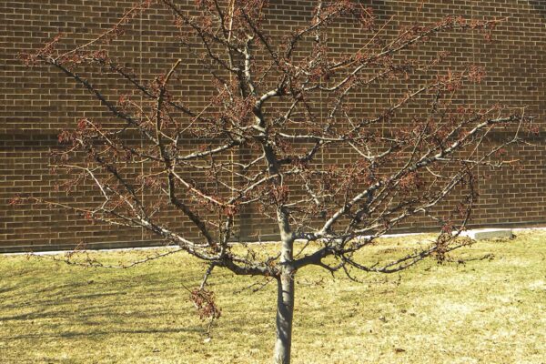 Malus sargentii - Winter Habit