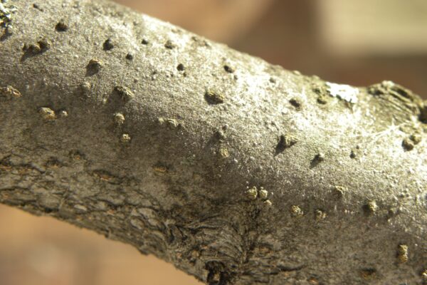 Malus × zumi ′Calocarpa′ - Branch Bark