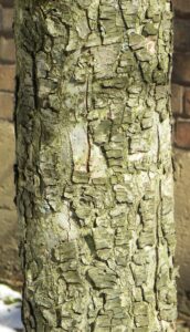 Malus × zumi ′Calocarpa′ - Bark