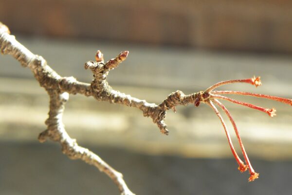 Malus × zumi ′Calocarpa′ - Buds