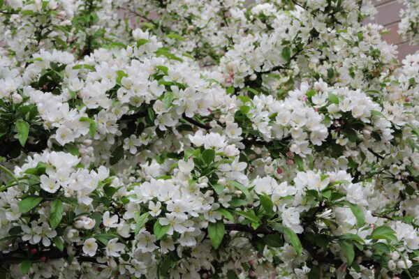 Malus × zumi ′Calocarpa′ - Flowers