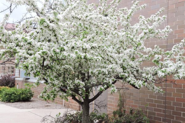 Malus × zumi ′Calocarpa′ - Flowering Habit