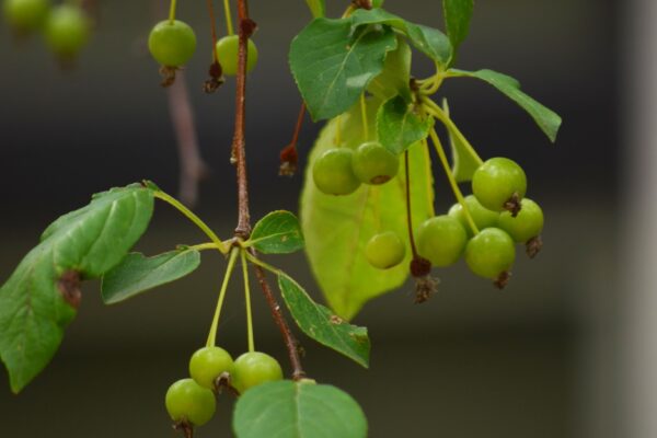 Malus × zumi ′Calocarpa′ - Unripe Fruit
