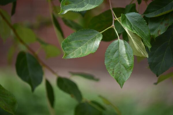 Malus × zumi ′Calocarpa′ - Leaves