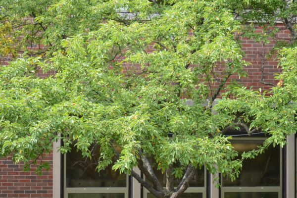 Malus × zumi ′Calocarpa′ - Summer Habit