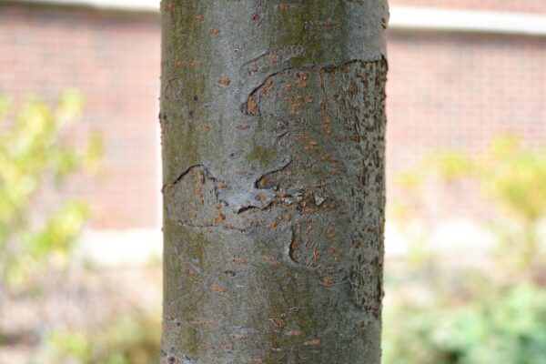 Malus transitoria ′Schmidtcutleaf′ [sold as Golden Raindrops®] - Bark